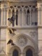 oiseaux notre dame